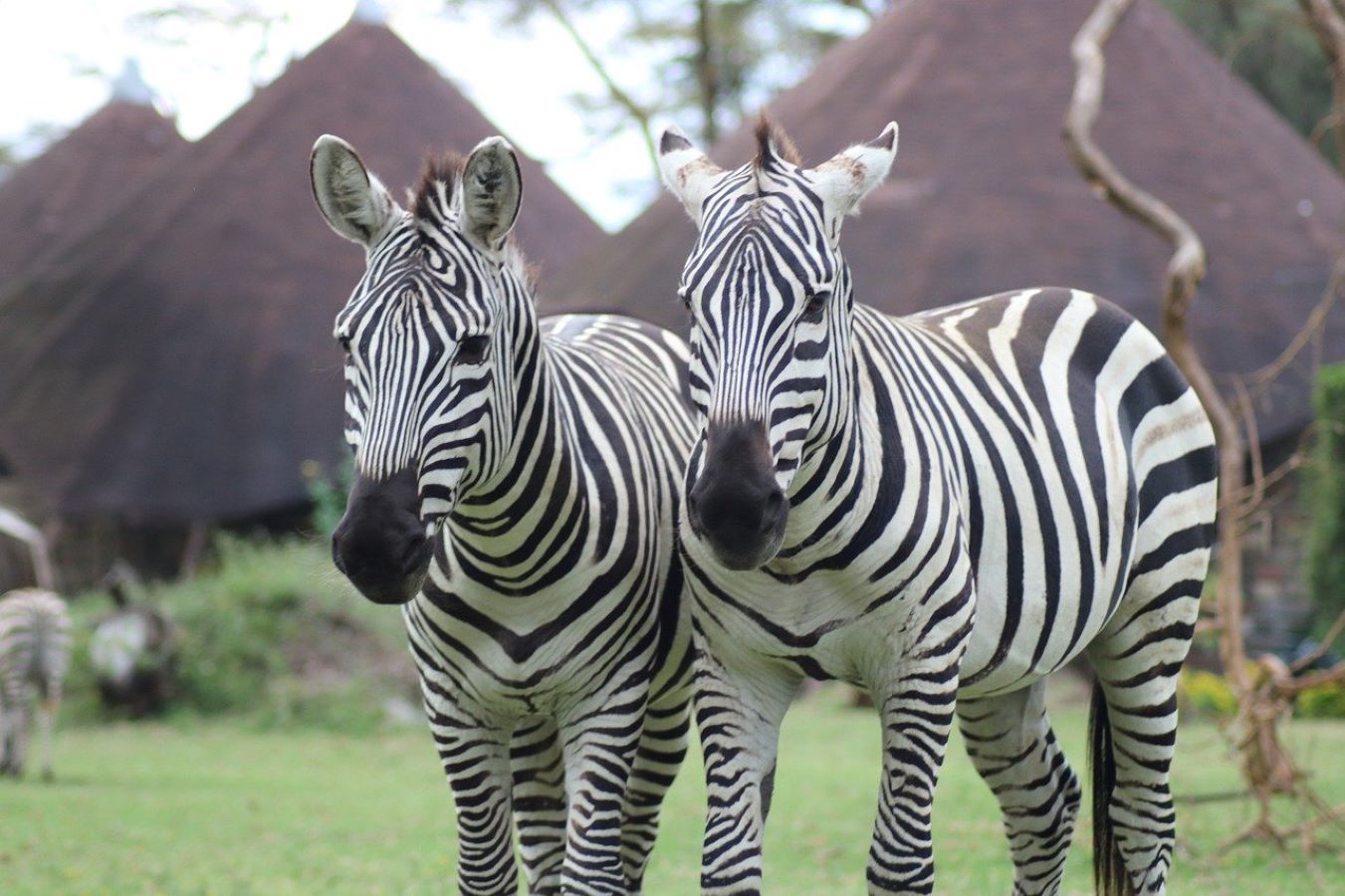 Naivasha Self-Drive Packages