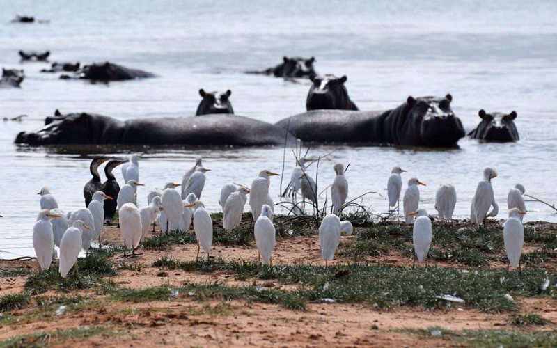 Lake Naivasha, Cresent Island & Hell’s Gate Day Tours
