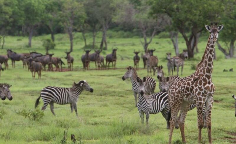 2 Days Naivasha Safari Package