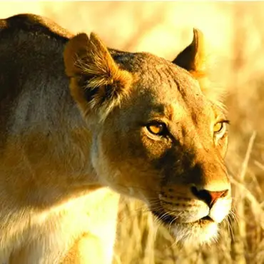 3 Days Masai Mara Camping /Joining Safaris