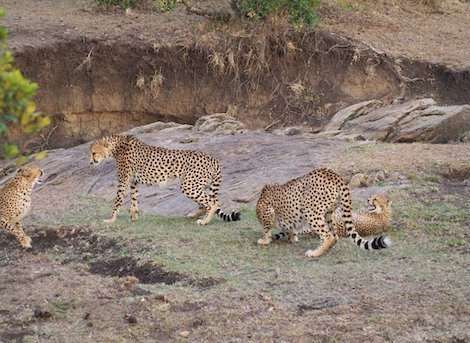 3 Day Masai Mara Safari